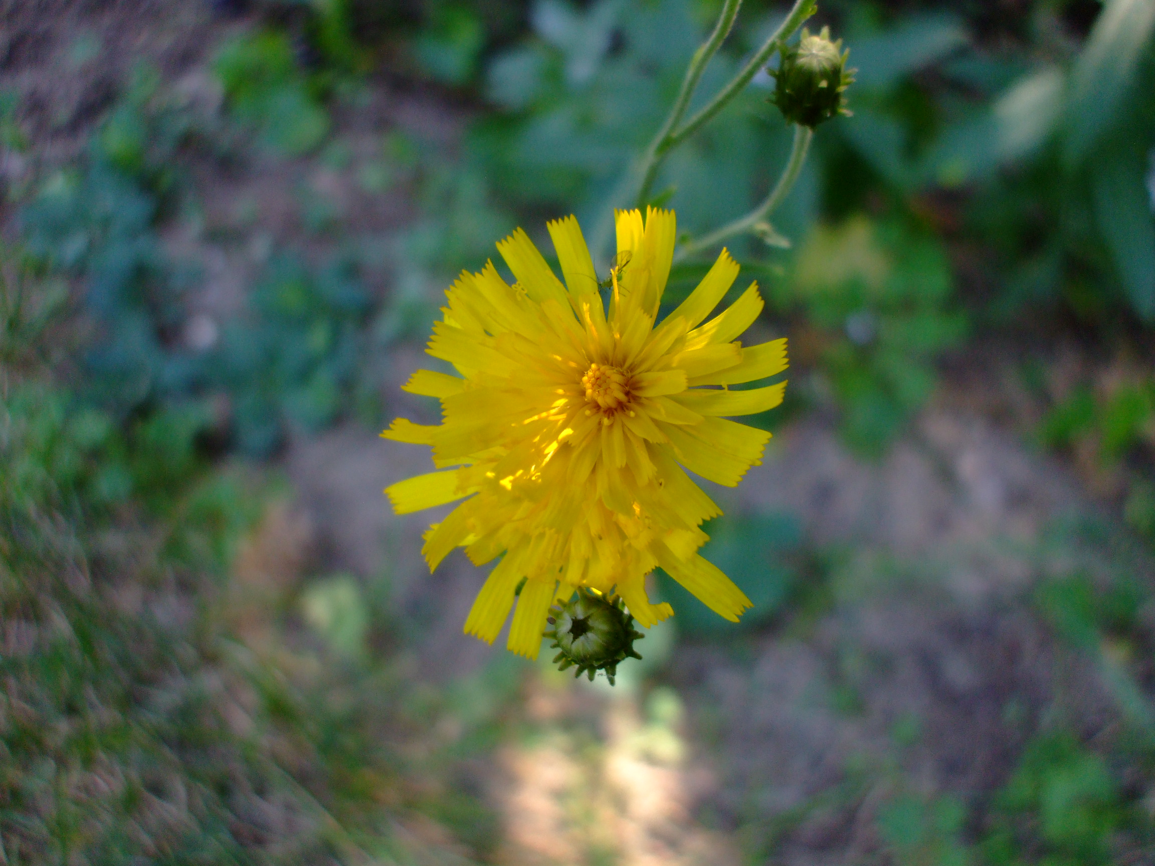 Hieracium umbellatum